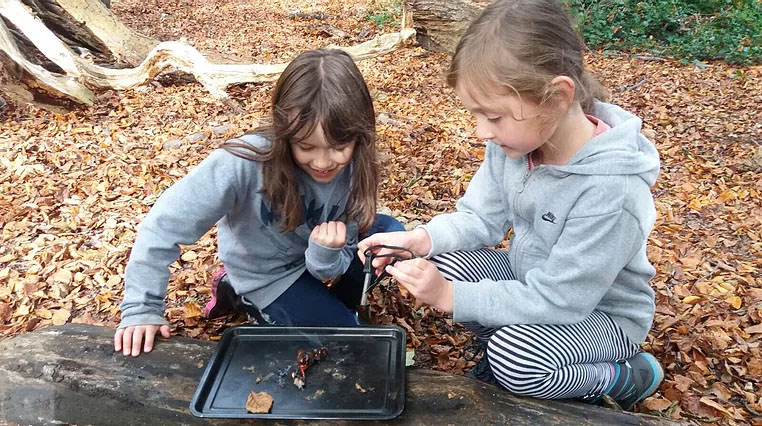 children examining forest items on a tray
